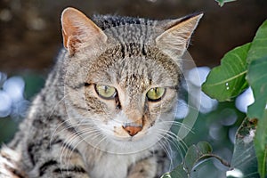 Gray cat looking toward camera from tree