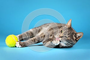 Gray cat lying on a blue background, and playing with the tennis ball, and licking its paw