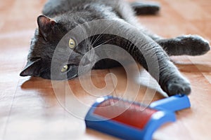 Gray cat lying on the floor comb for animal fur.