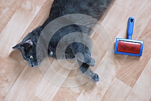 Gray cat lying on floor comb for animal fur