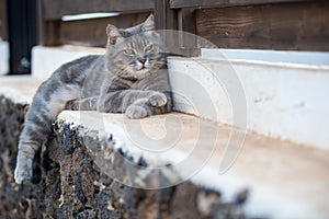 Gray cat lying in the garden
