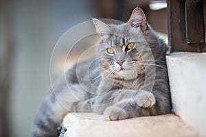 Gray cat lying in the garden