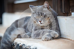 Gray cat lying in the garden