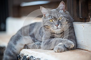 Gray cat lying in the garden