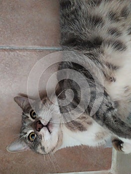 A gray cat lying on the ground. Un gato gris acostado en el suelo photo