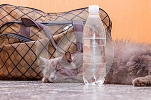 Gray cat is lying near a suitcase and a bottle of water. Waiting for the train at the train station. Passenger with a suitcase