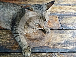 Gray cat lying on a plank