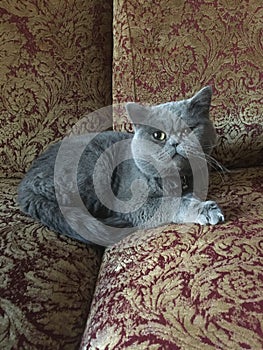 Gray cat lying on sofa