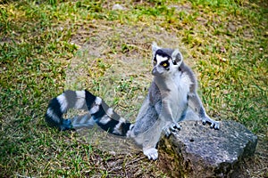 Gray cat Madagascar lemur