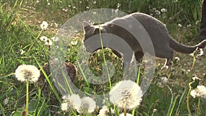 A gray cat in a meadow in the grass meets a prickly hedgehog.