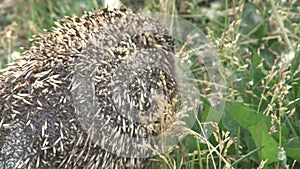 A gray cat in a meadow in the grass meets a prickly hedgehog.