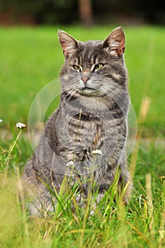 Gray cat on the nature, sidelong glance