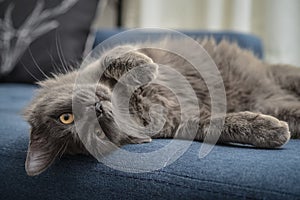 Gray cat Nebelung cat is lying on the sofa at home