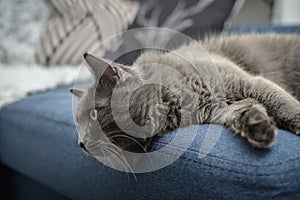 Gray cat Nebelung cat is lying on the sofa at home