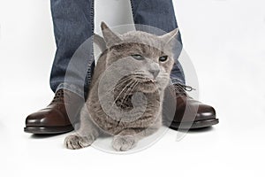 Gray cat next to the feet of a man shod in classic shoes