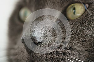 Gray cat nose close up photo