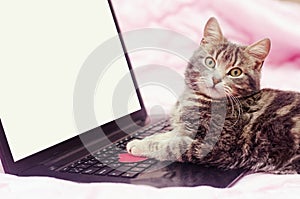 Gray cat at notebook , pink background