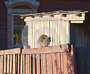 Gray cat on old wooden fence next to window of wooden house