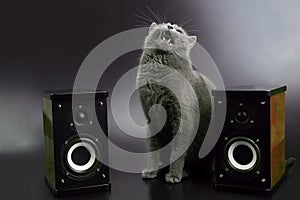 Gray cat with open mouth singing with two stereo audio speakers