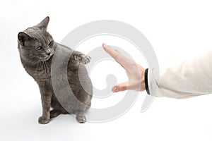 gray cat paw with outstretched claws, gets in the palm of a person