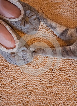 Gray cat paws and woman feet in slippers