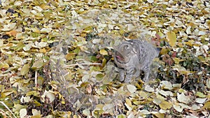 Gray cat playing in autumn leaves