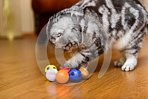 Gray cat playing with cat toys