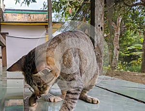 gray cat playing on the porch