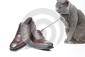 Gray cat plays with a classic lace men`s brown Shoe on white bac