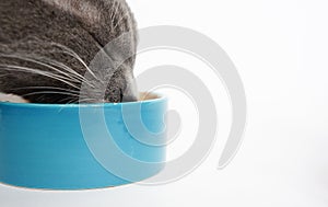 Gray cat with pleasure and eyes closed eats from a blue bowl