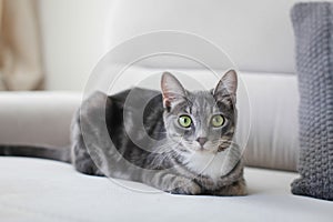 Gray cat portrait on the sofa
