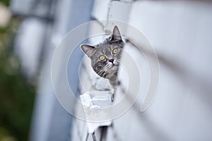 Gray cat portrait looking at the camera, outdoor