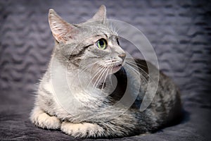 Gray cat pricked up ears and listens scaredly photo