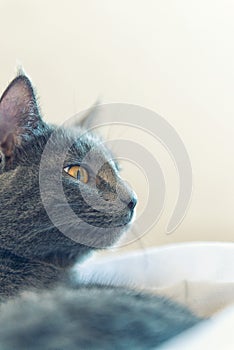 Gray cat profile