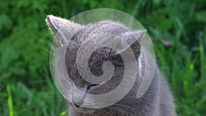 Gray cat proudly sits on the green grass alone close-up