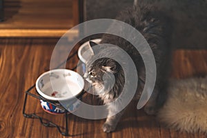 Gray cat with raised hackles looks on to a potential threat while inside a house. Selective focus