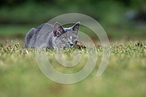 Gray cat ready to pounce in grass