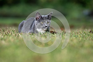 Gray cat ready to pounce in grass