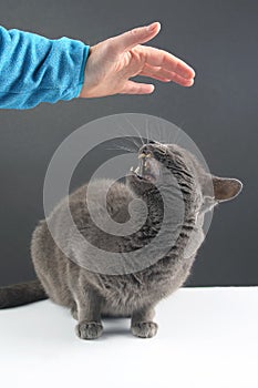 Gray cat responds aggressively to a person`s desire to stroke it