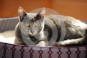 Gray Cat Resting