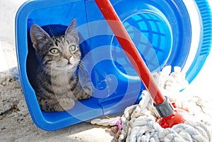 Gray cat resting in blue bucket