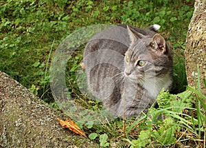 Gray cat resting in green grass in a garden