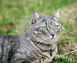 Gray cat resting in lawn