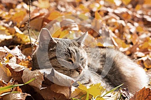 A gray cat rests in yellow autumn leaves. Fall concept