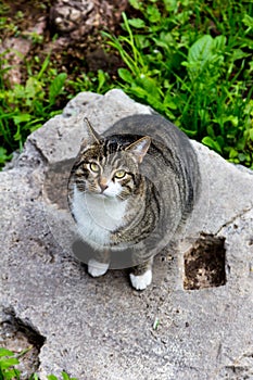 Gray cat in the ruines in Rome ancient cats