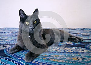 Gray cat. Russian blue cat  with Medium length hair. Nebelung is lying on the bed