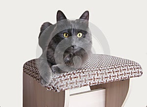 Gray cat. Russian blue cat  with Medium length hair. Nebelung is sitting on the chair and staring at you with a piercing eyes