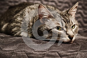 Gray cat`s face in dejection, close-up. Pet lies on a chair and is sad photo