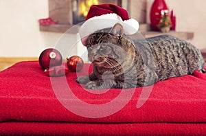 Gray Cat with Santa hat and fireplace.