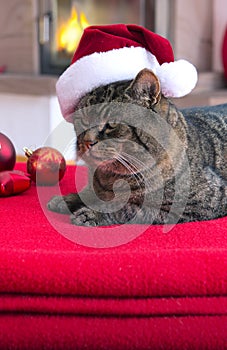 Gray Cat with Santa hat and fireplace.